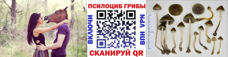 hydra как зайти  Арамиль  Псилоцибиновые грибы мухоморы 